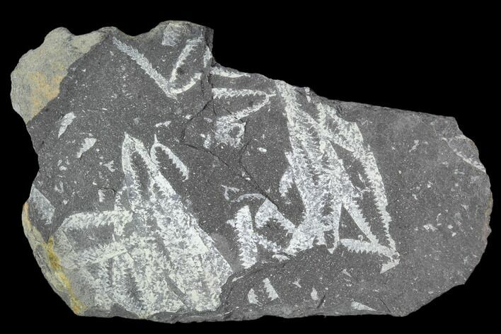 Fossil Graptolite Cluster (Didymograptus) - Great Britain #103434